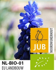 BIO Muscari latifolium